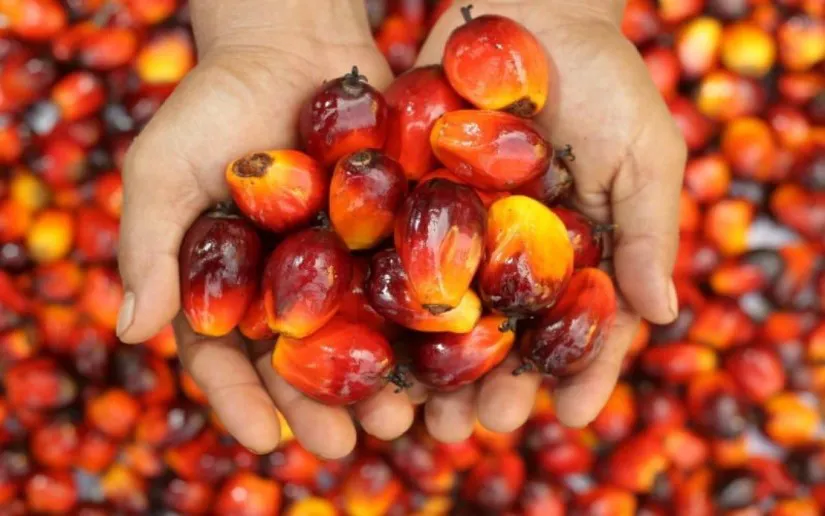 Oil palm fruit bunches beside a plantation track
