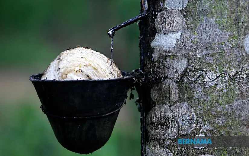 Rubber trees with tapping cups in a plantation