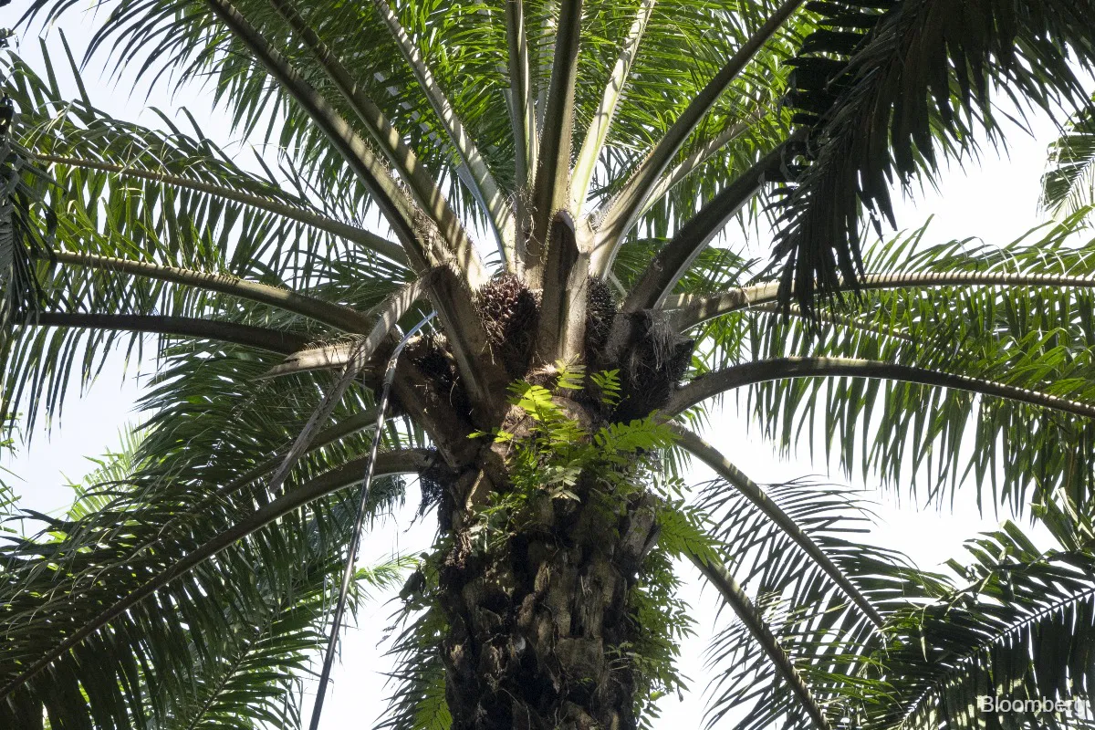 Rows of oil palm trees on a plantation