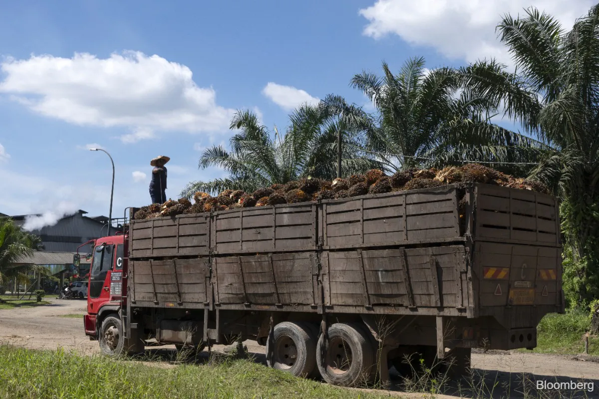 Oil palm fruit bunches beside processing equipment