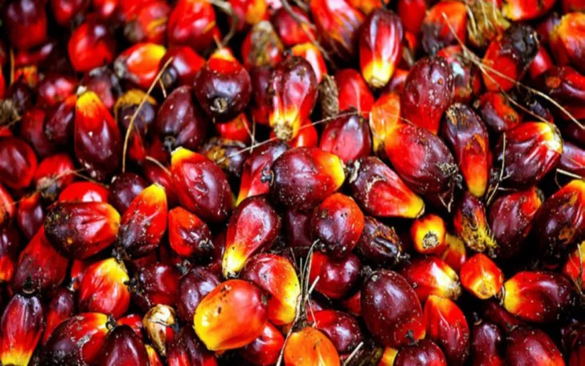 Oil palm fruit bunches at a plantation