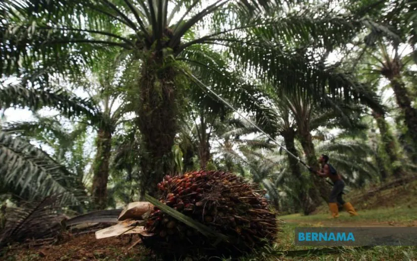 Oil palm fruit bunches beside a palm oil processing facility