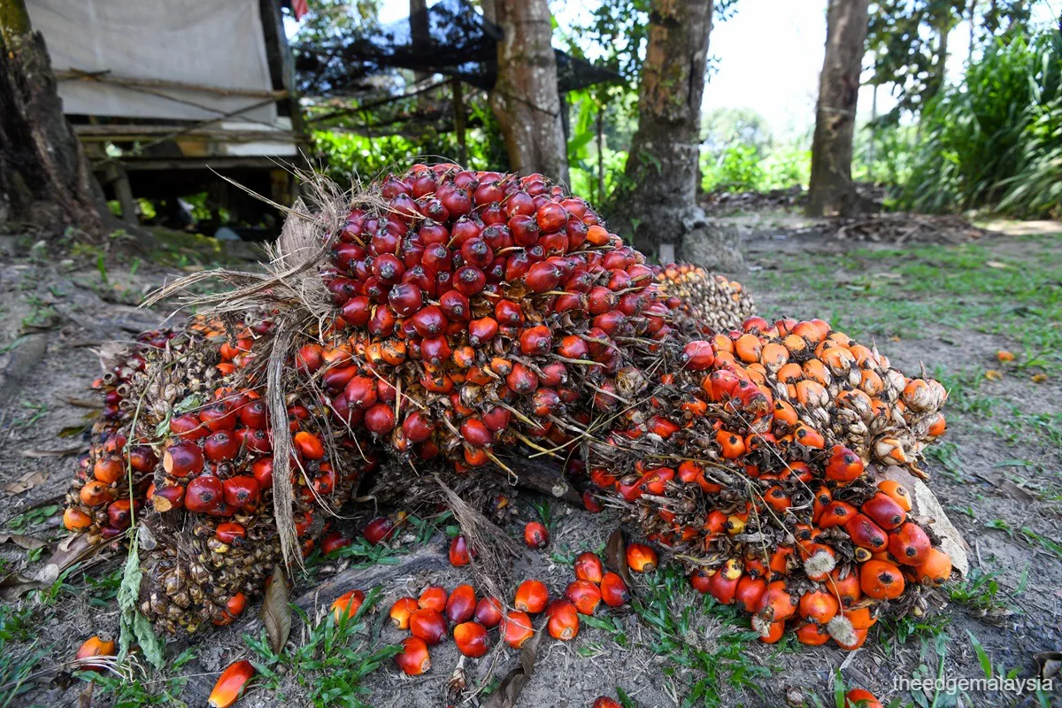 Oil palm fruit bunches at a plantation