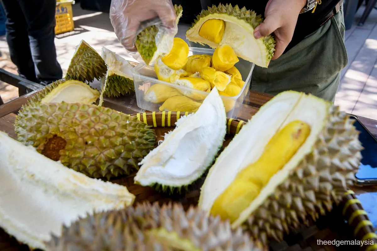 Fresh durians arranged in crates for transport