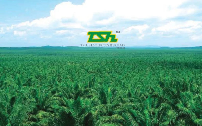 Oil palm plantation with rows of mature trees