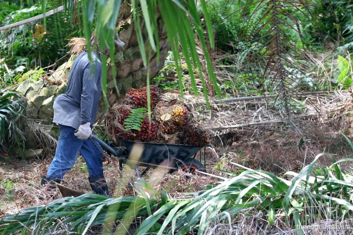 Oil palm fruit bunches beside palm oil processing equipment
