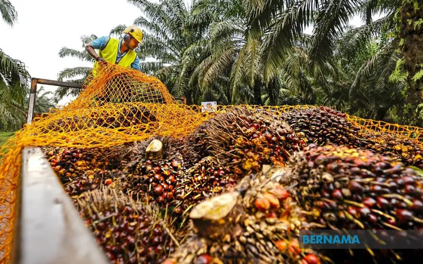 Oil palm fruit bunches beside a palm oil processing facility