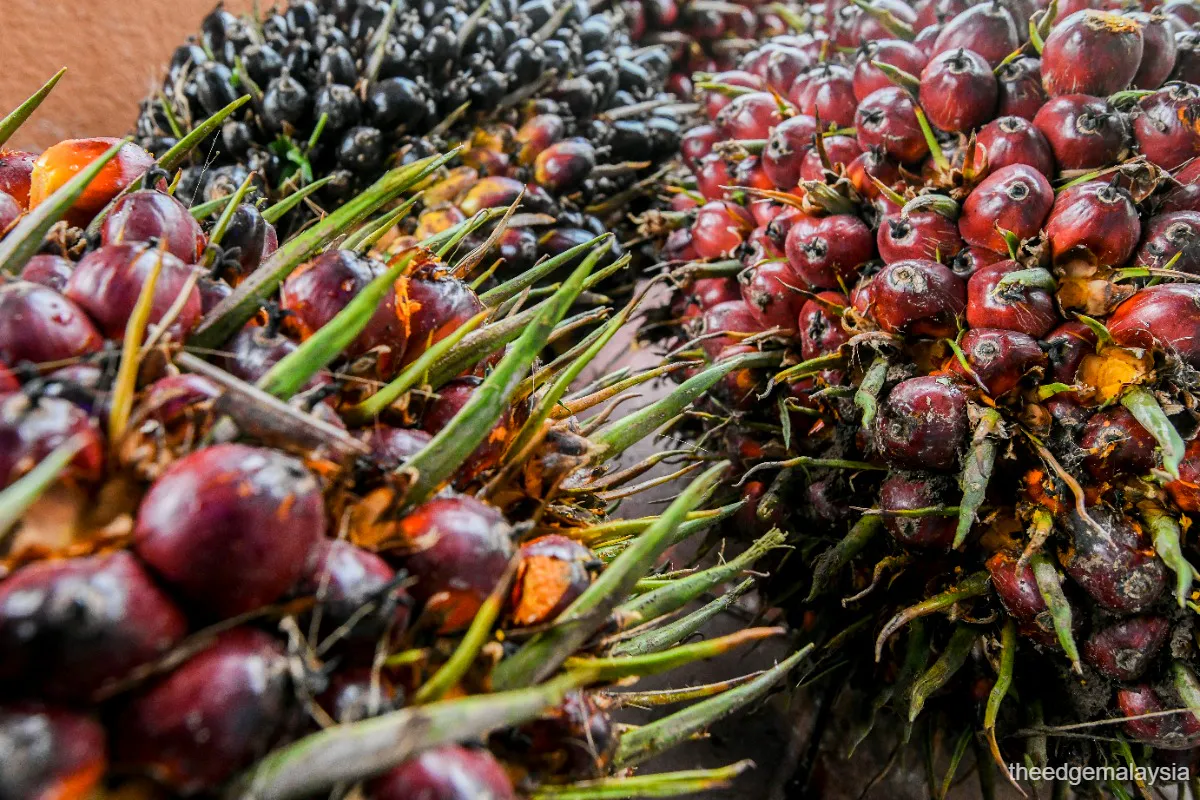 Harvested oil palm fruit bunches beside a plantation road