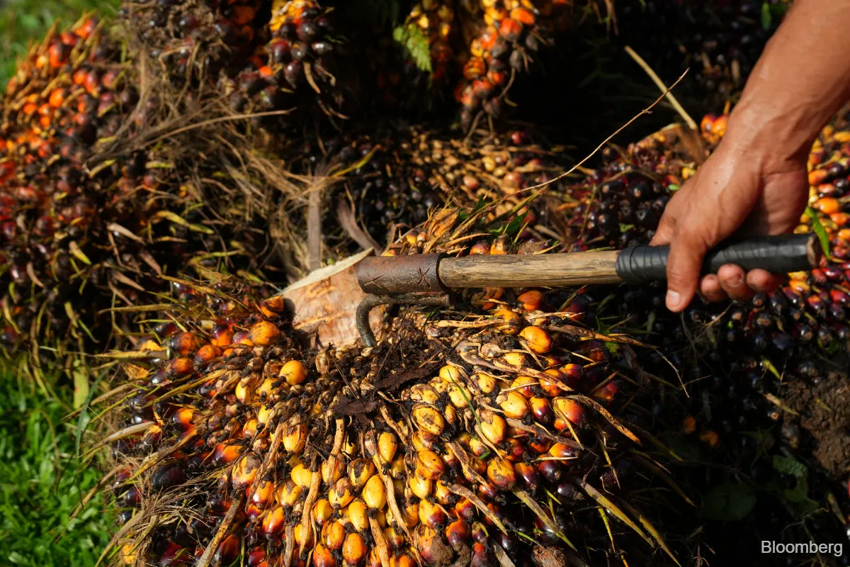 Oil palm fruit bunches awaiting processing at a mill