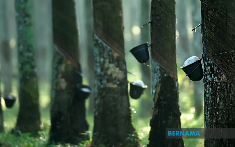 Latex collection cups attached to rubber trees in a plantation
