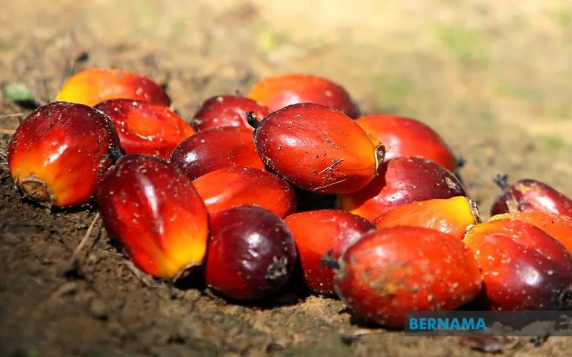 Oil palm fruit bunches beside a palm oil processing facility